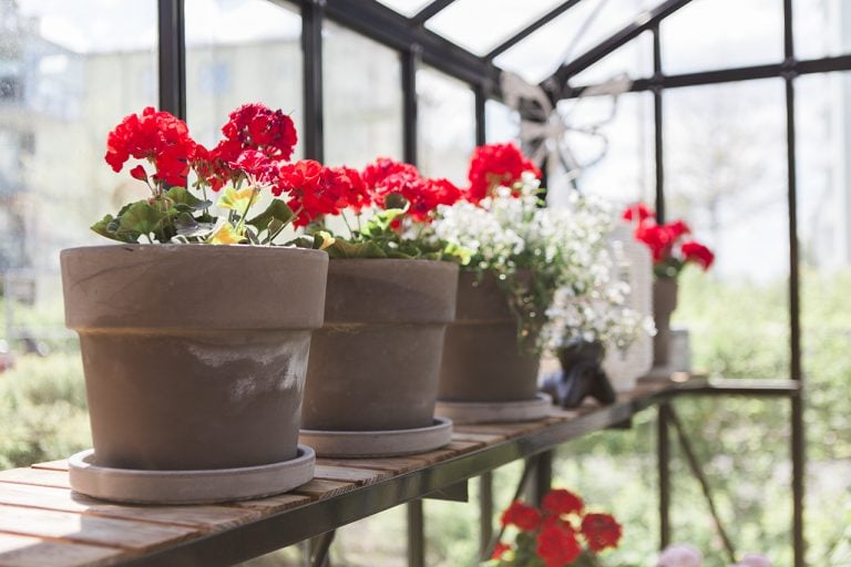 röda pelargoner i grå krukor på hylla i växthus