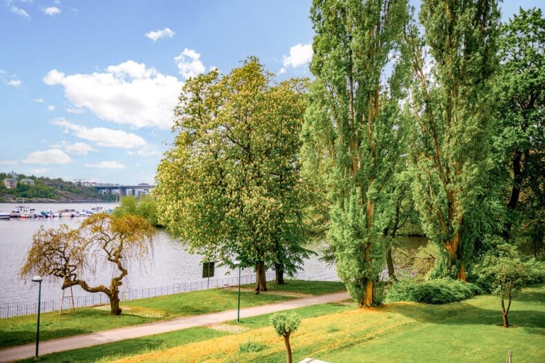 Vy mot vattnet med gräsmatta och gröna höga träd i förgrunden